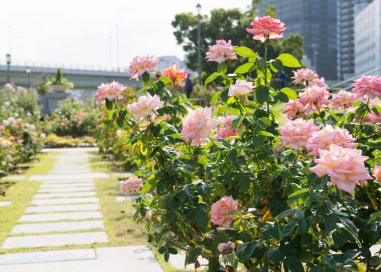 Companion plants for roses