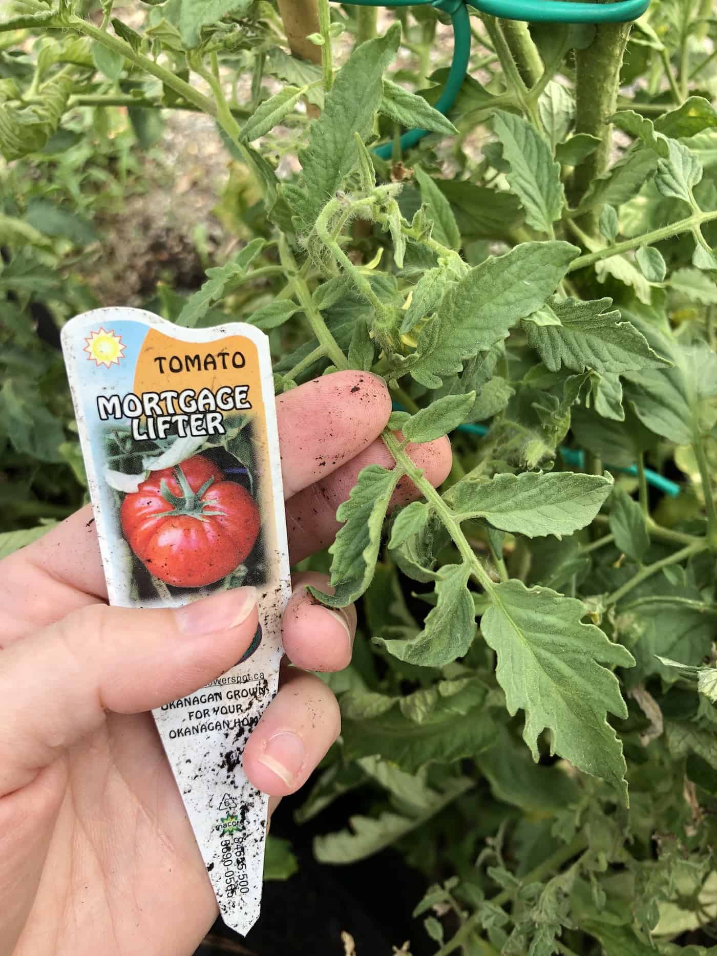 Foliage of mortgage lifter tomato plant