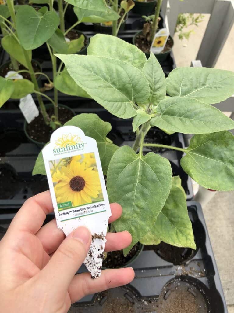 Growing sunflowers in pots
