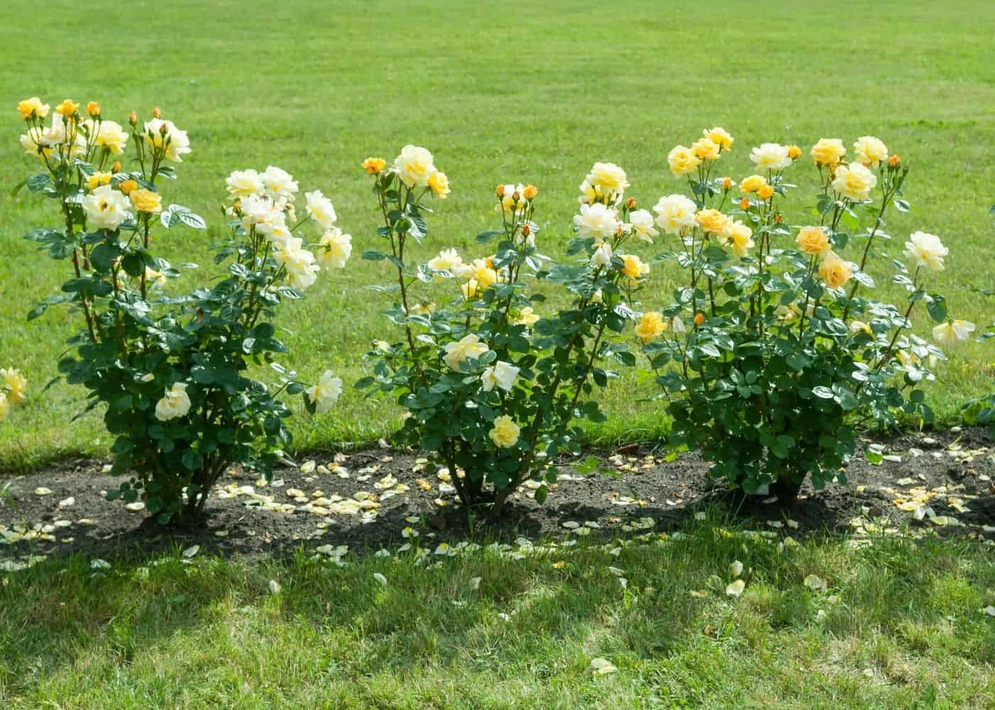 How to care for roses - mulching