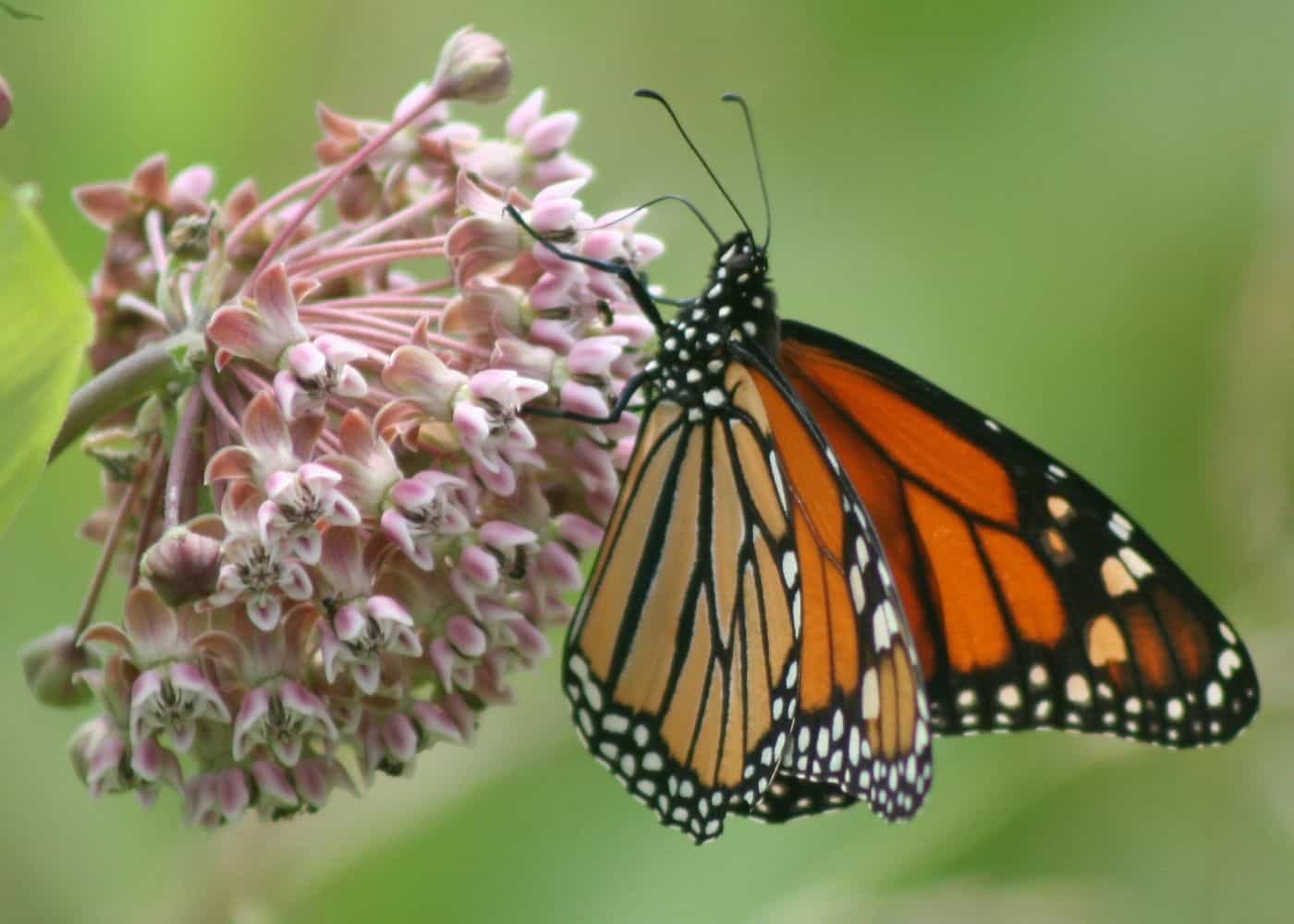 Monarch butterfly feeding on milkweed flowers