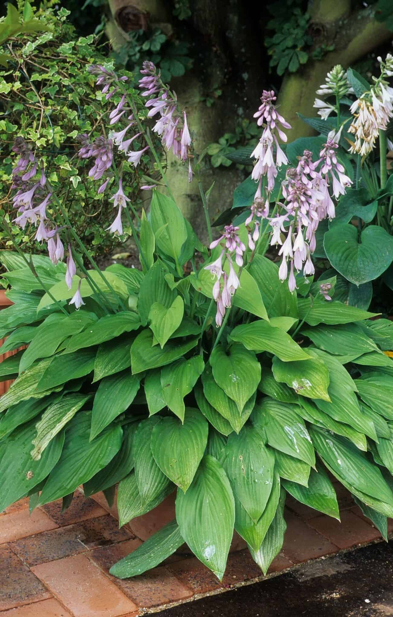 Soil for hostas 🌱 👍 Key factors for thriving plants