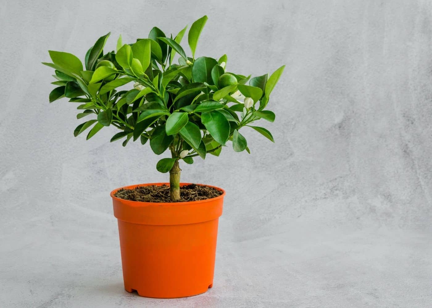 Small indoor potted citrus tree