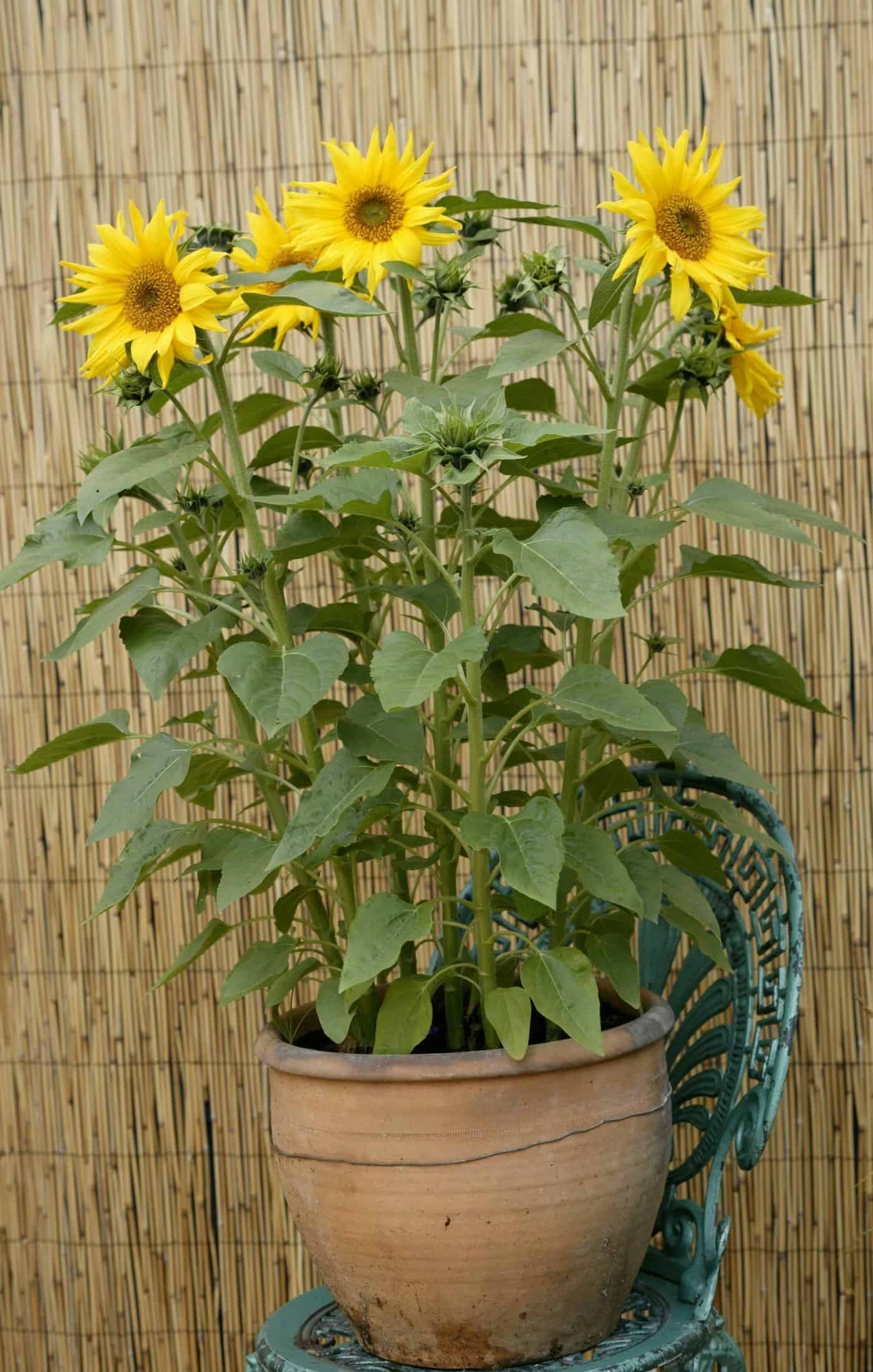 Sunflowers growing in a planter pot