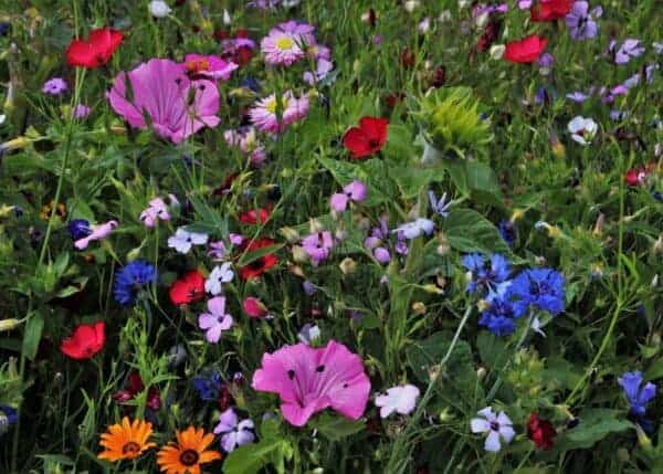Wildflower Examples 10 wildflower garden ideas 🌼 🌾 Embrace nature's whimsy