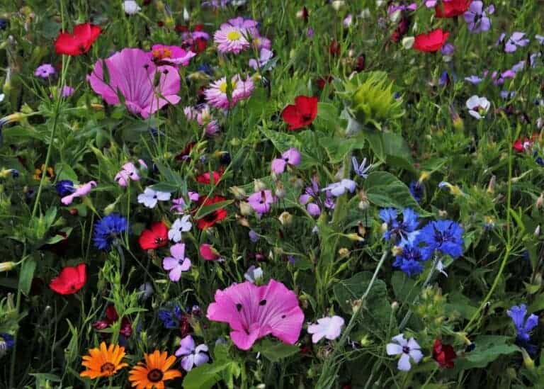 10 wildflower garden ideas 🌼 🌾 Embrace nature's whimsy