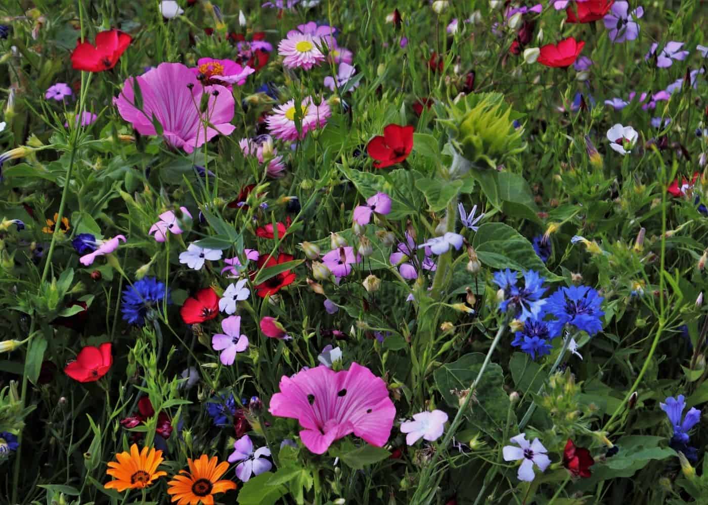 Wildflower Garden Ideas - Wildflower meadow