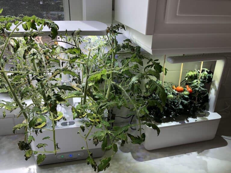 AeroGarden tomatoes 🍅 🌱 Growing juicy tomatoes indoors yearround