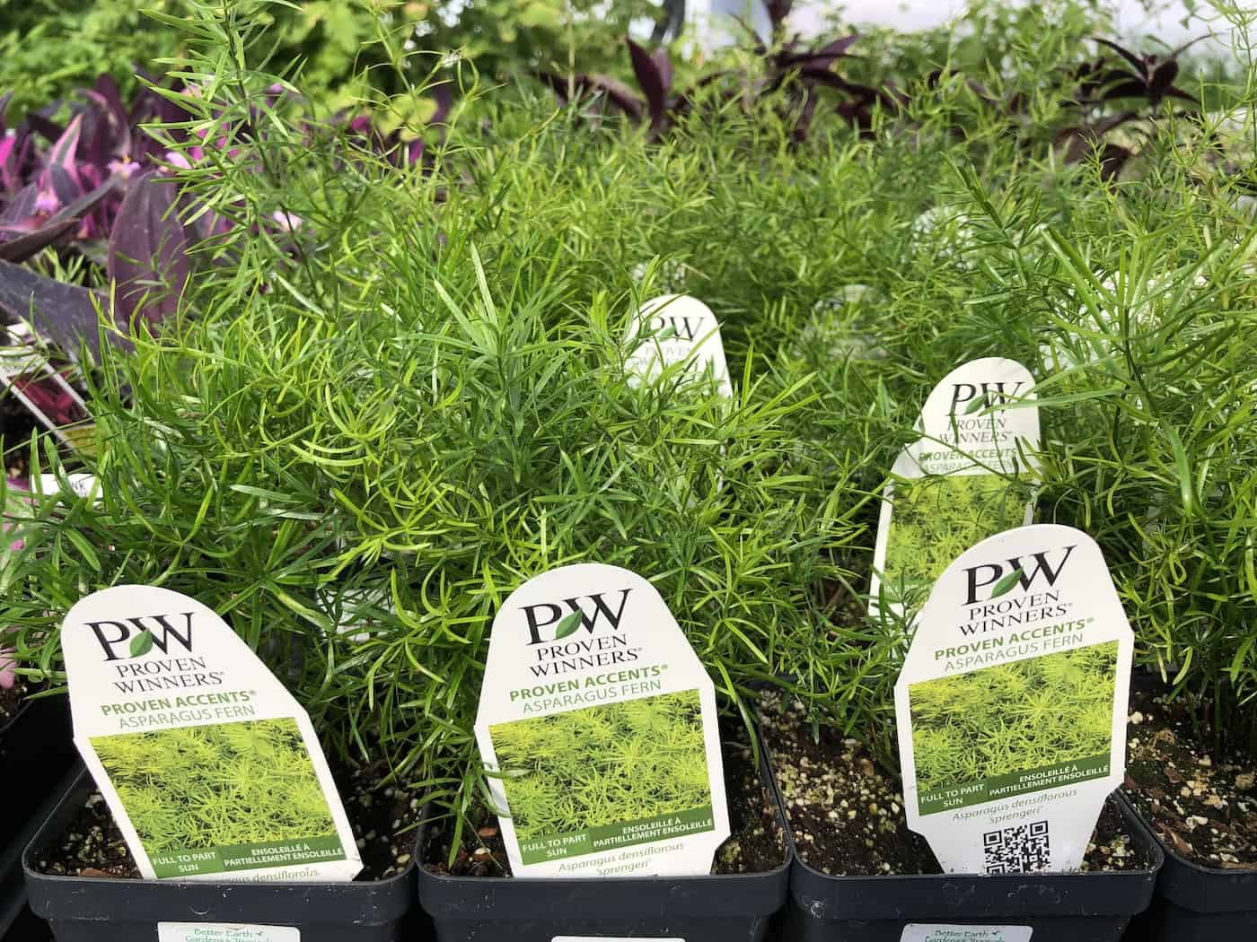 Asparagus fern plants - proven winners