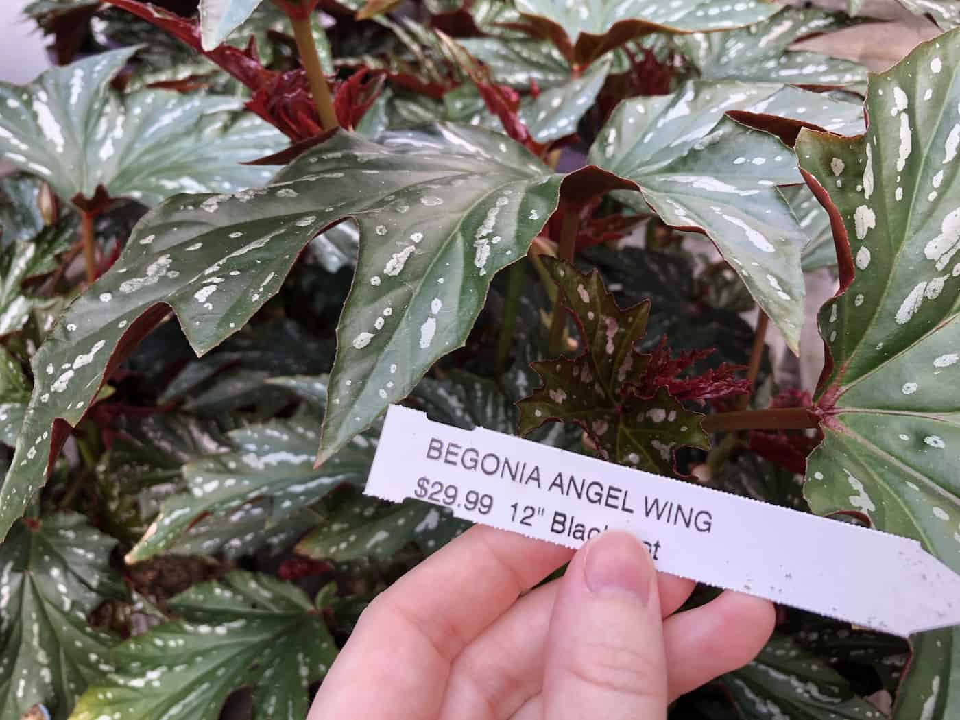 Begonia angel wing