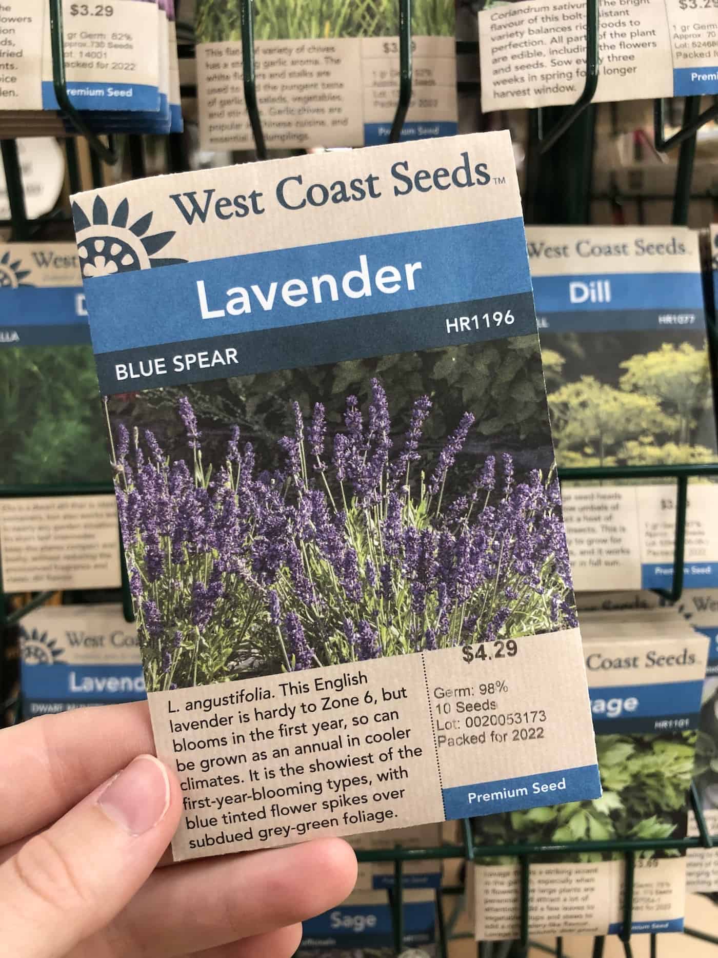 blue spear english lavender seeds