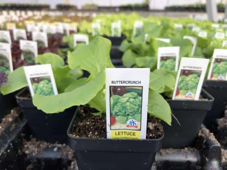 Buttercrunch Lettuce Variety Guide Home for the Harvest