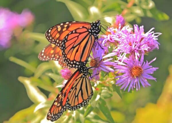 butterfly garden ideas - butterflies on aster flowers