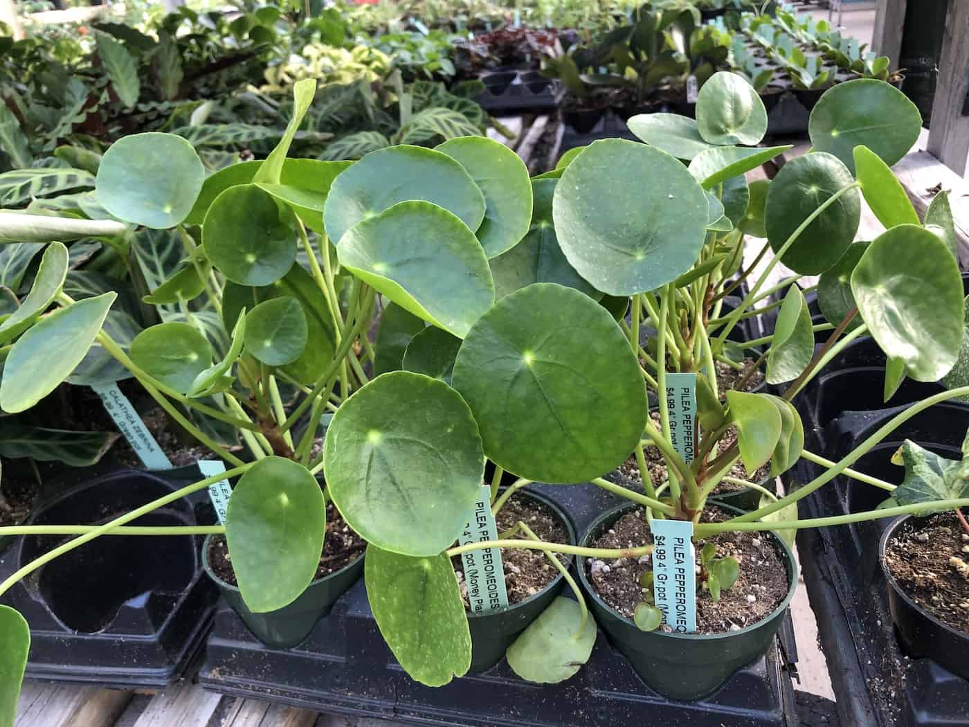 Chinese money plants at garden center - pilea pepermoides