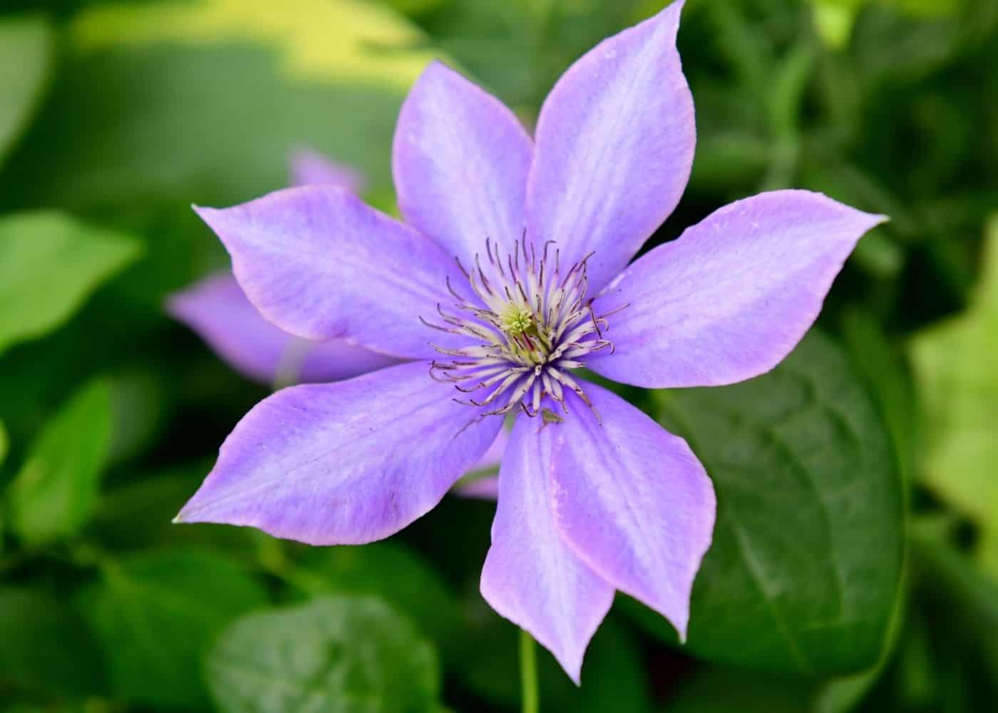 clematis - how to grow clematis plants