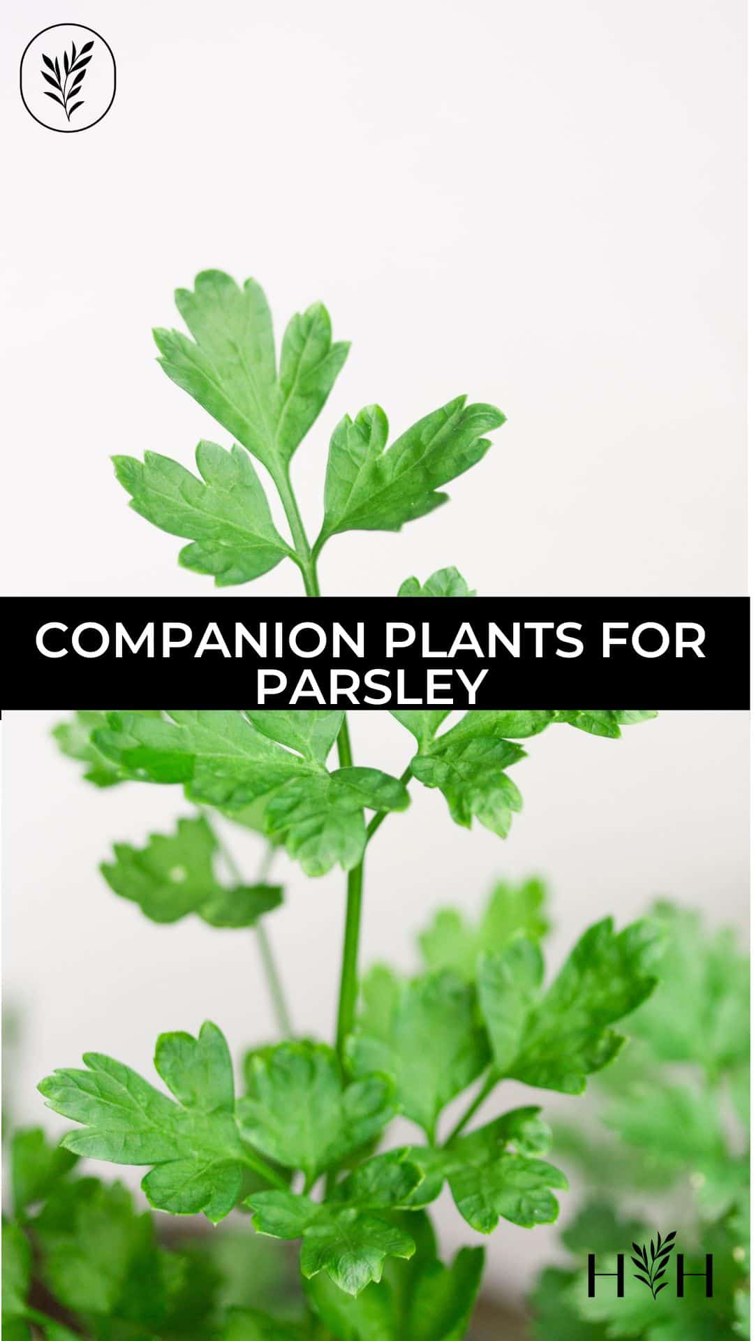 Companion plants for parsley via @home4theharvest