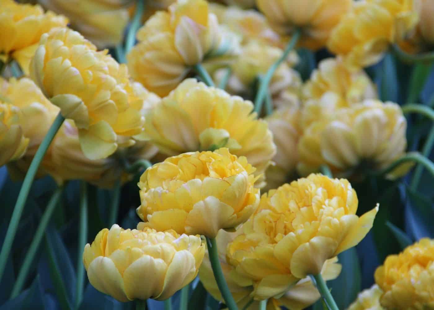 Companion plants for peonies - tulips