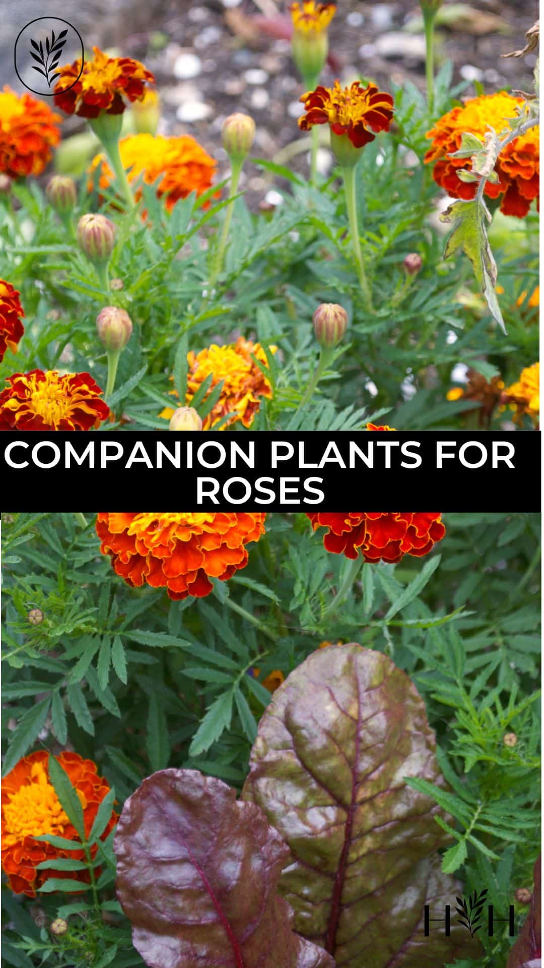 Companion plants for roses via @home4theharvest