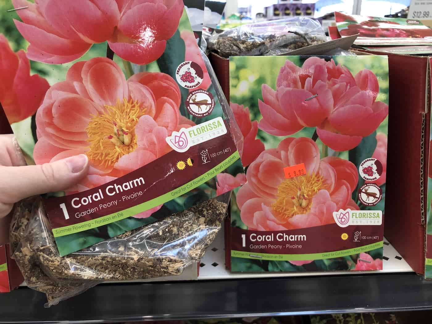 Coral charm peony plant for sale