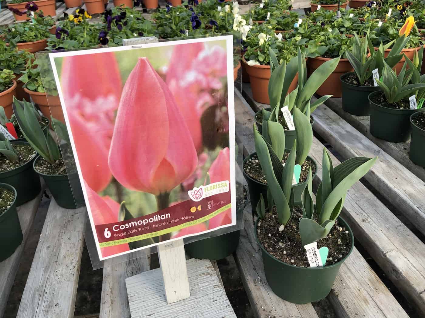 Cosmopolitan pink tulip plants
