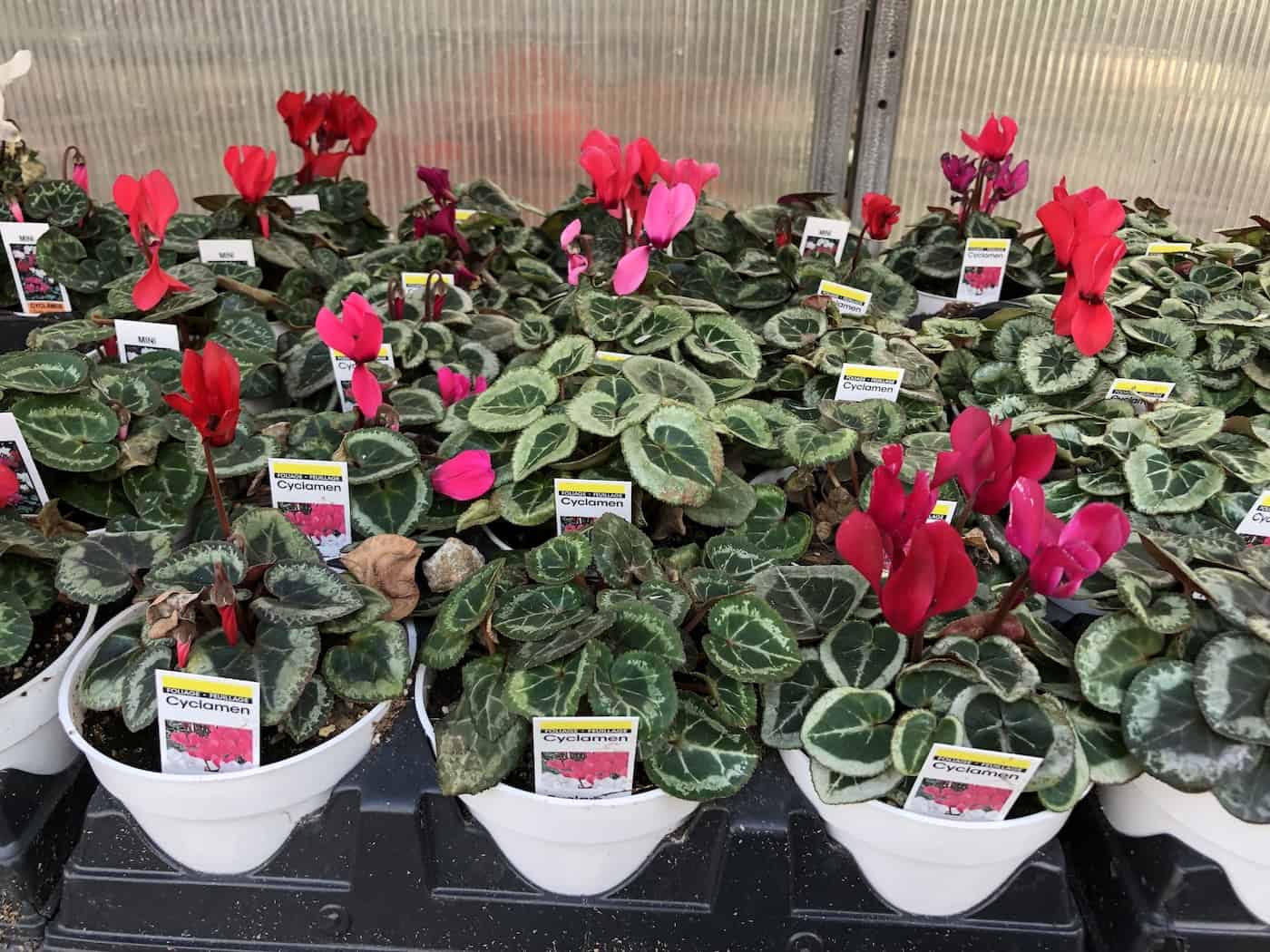 Cyclamen plants - red and pink