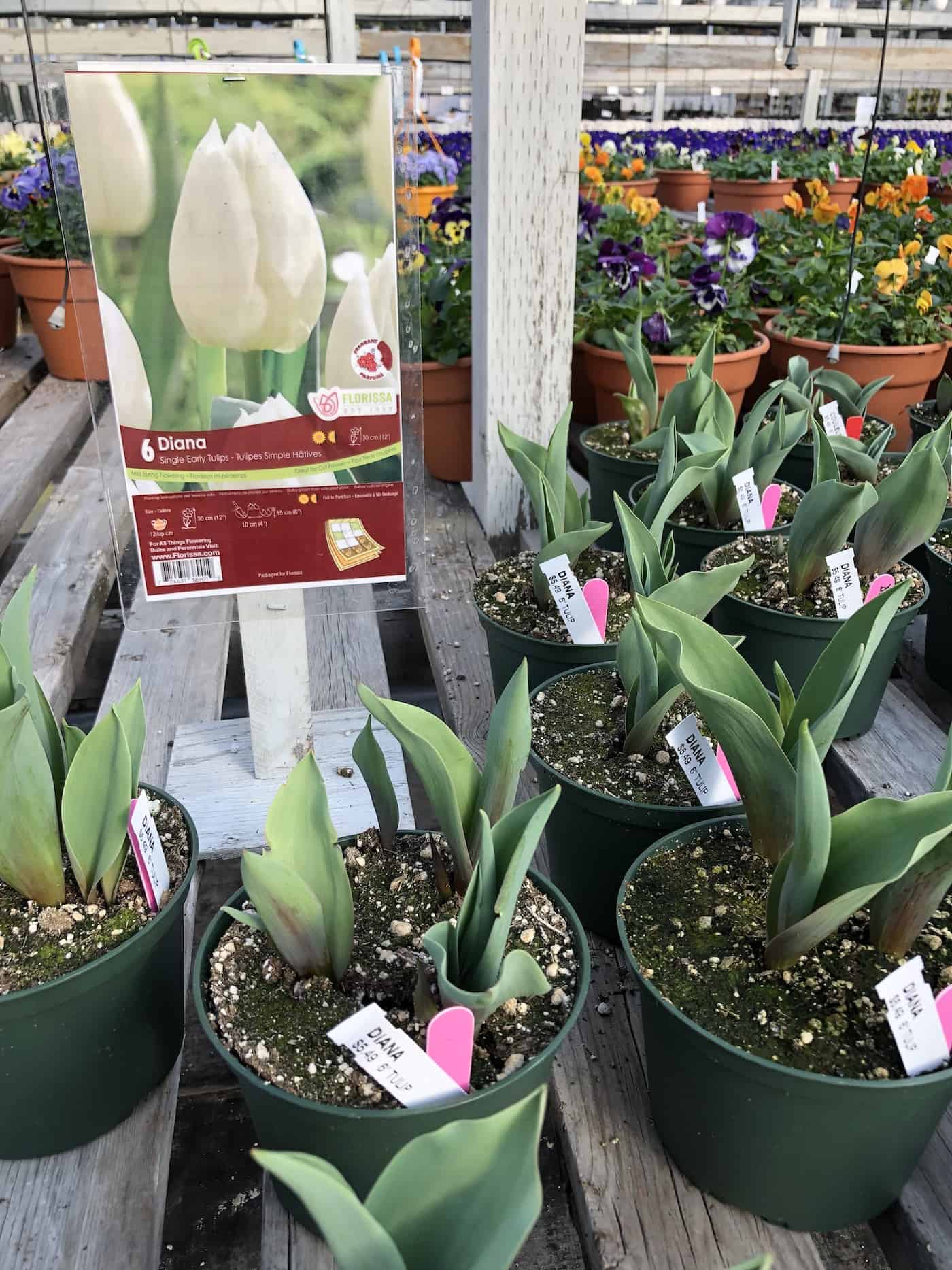 Diana white tulip plants