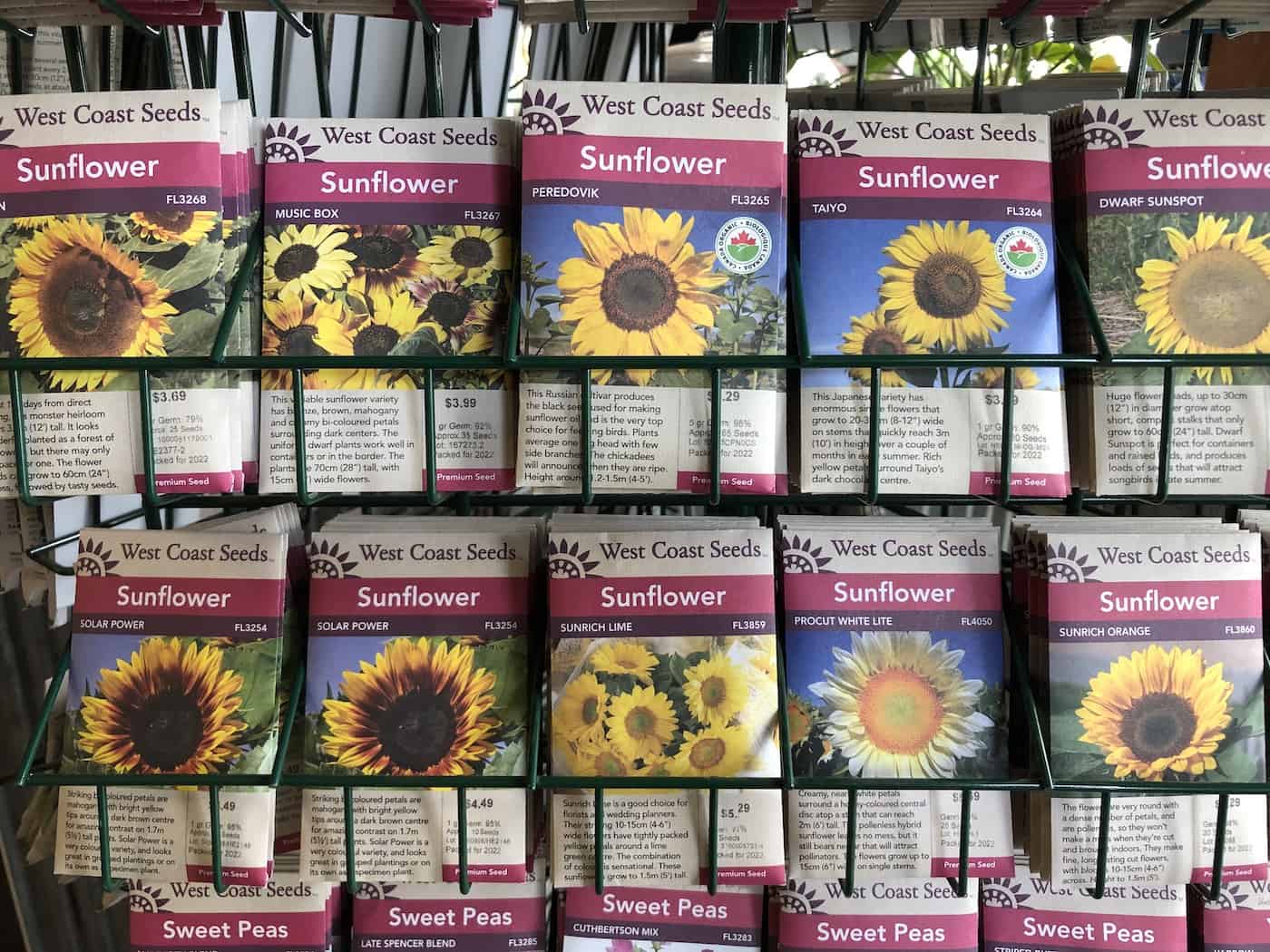 5 sunflower varieties 🌞 🌻 From fluffy mini plants to towering giants