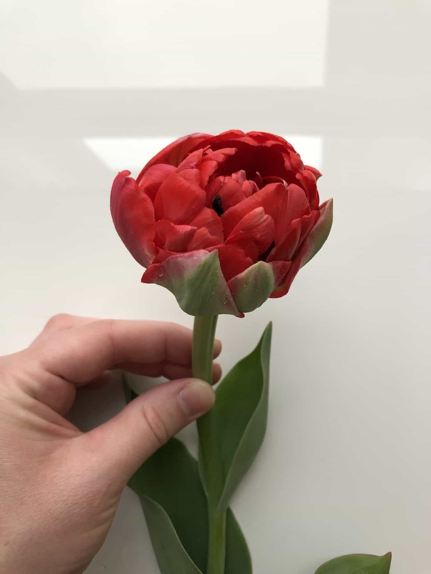 Double red tulip