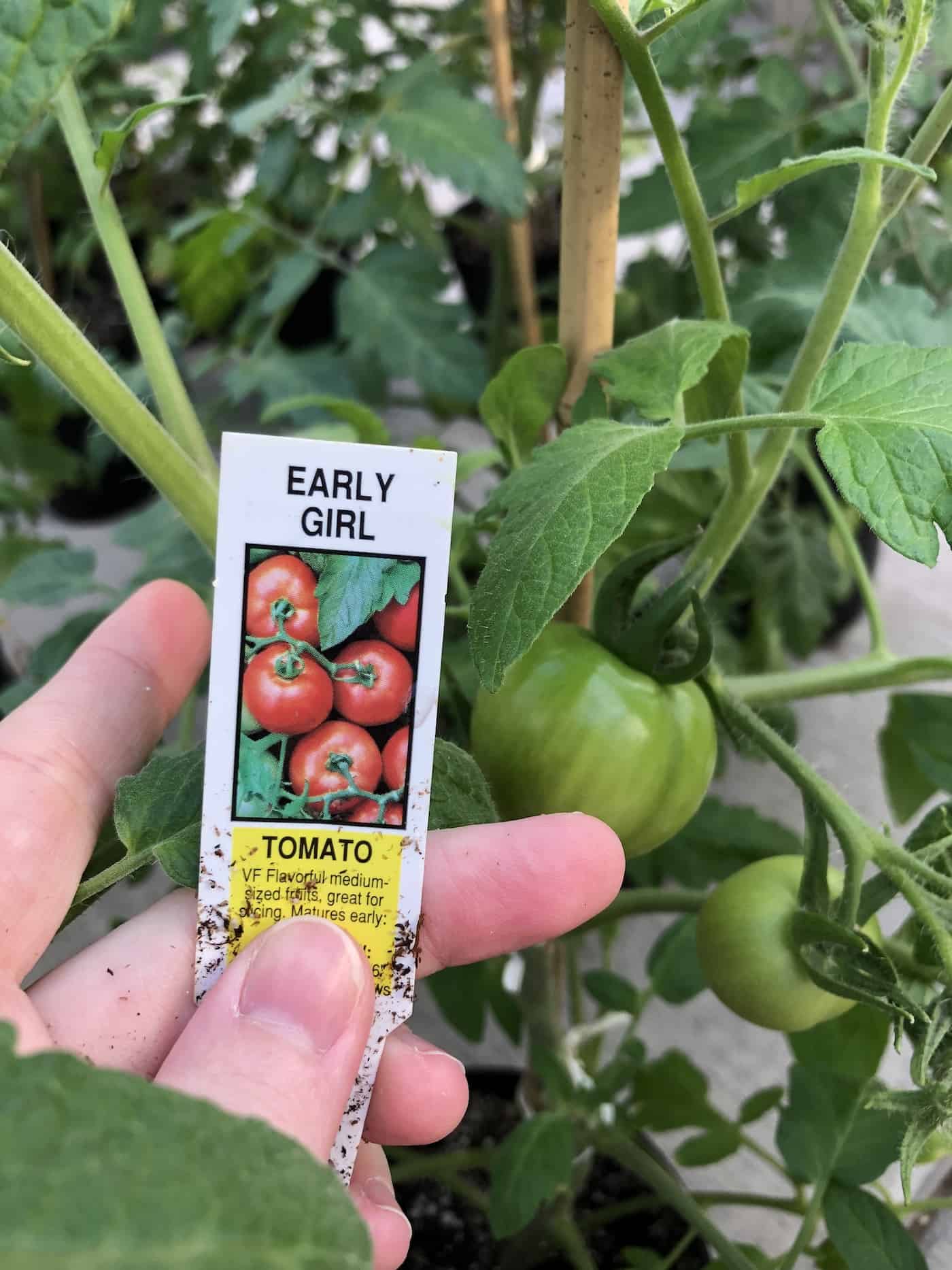 Early Girl tomato 🍅 🌱 Discover the benefits of this fastgrowing variety