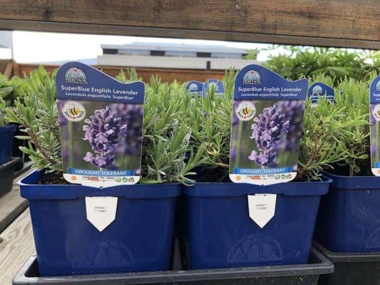 English lavender essentials 🌿 💜 Unlock the secrets to cultivating this