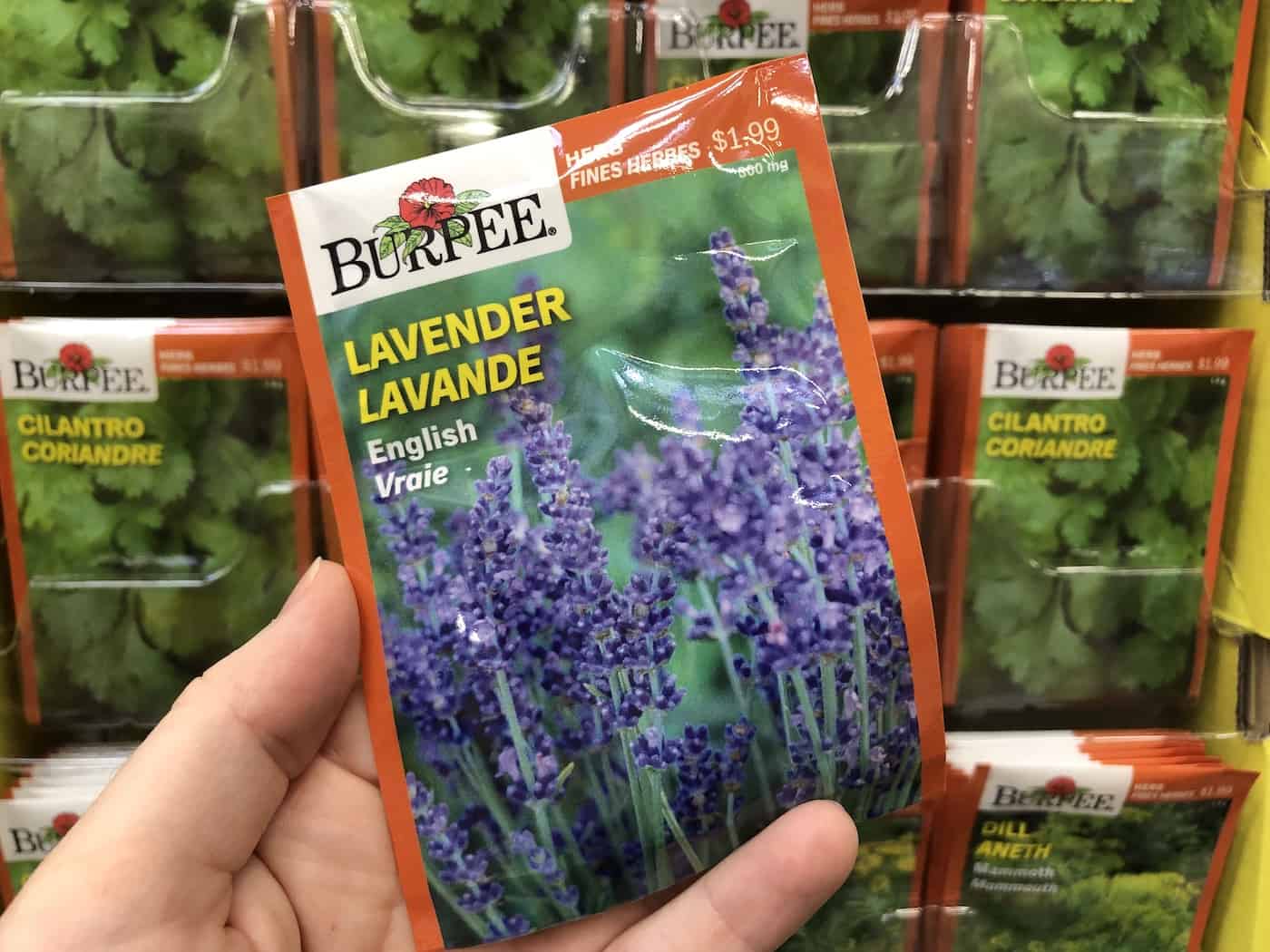 english lavender seeds