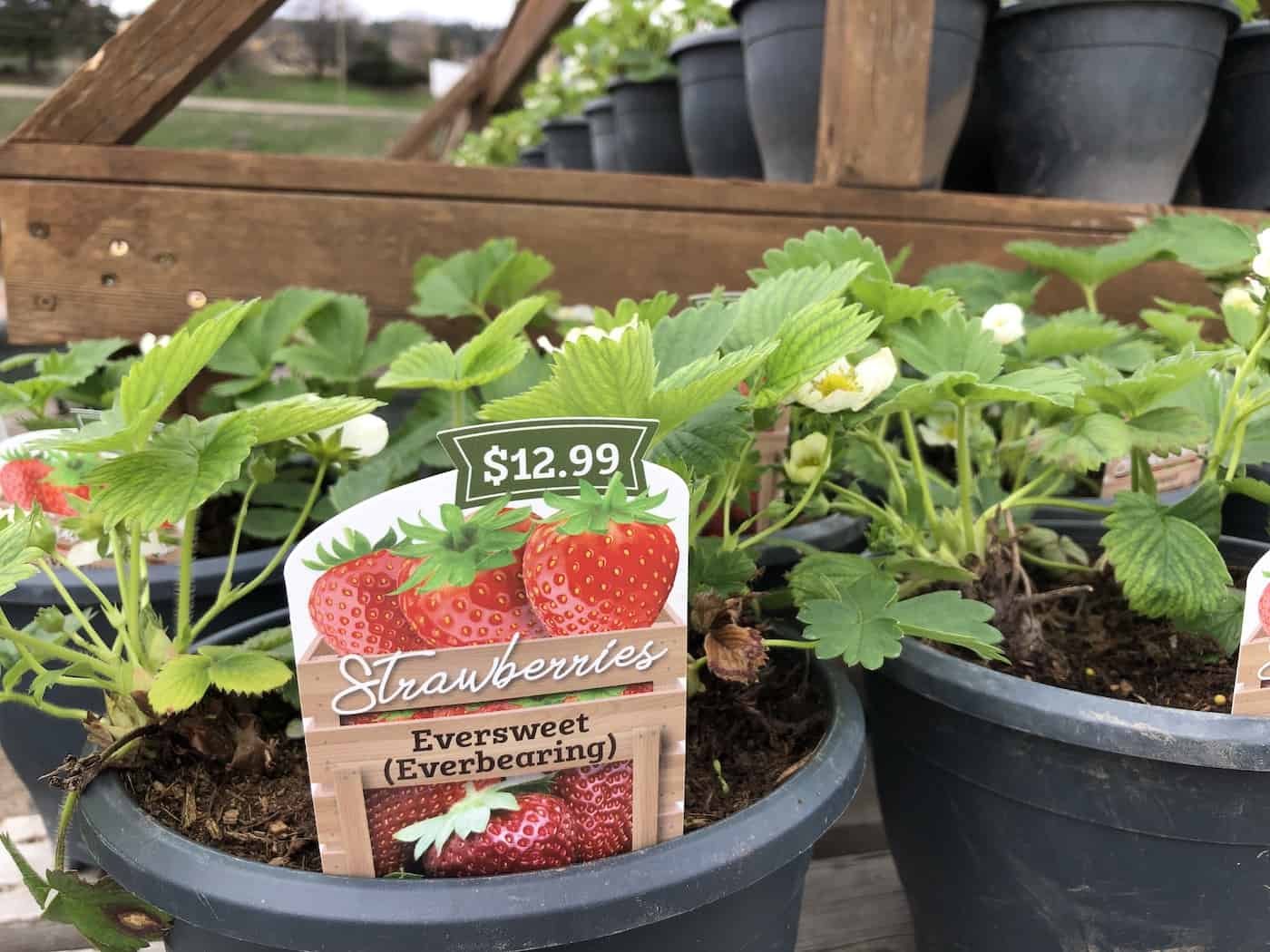 Eversweet strawberry plant