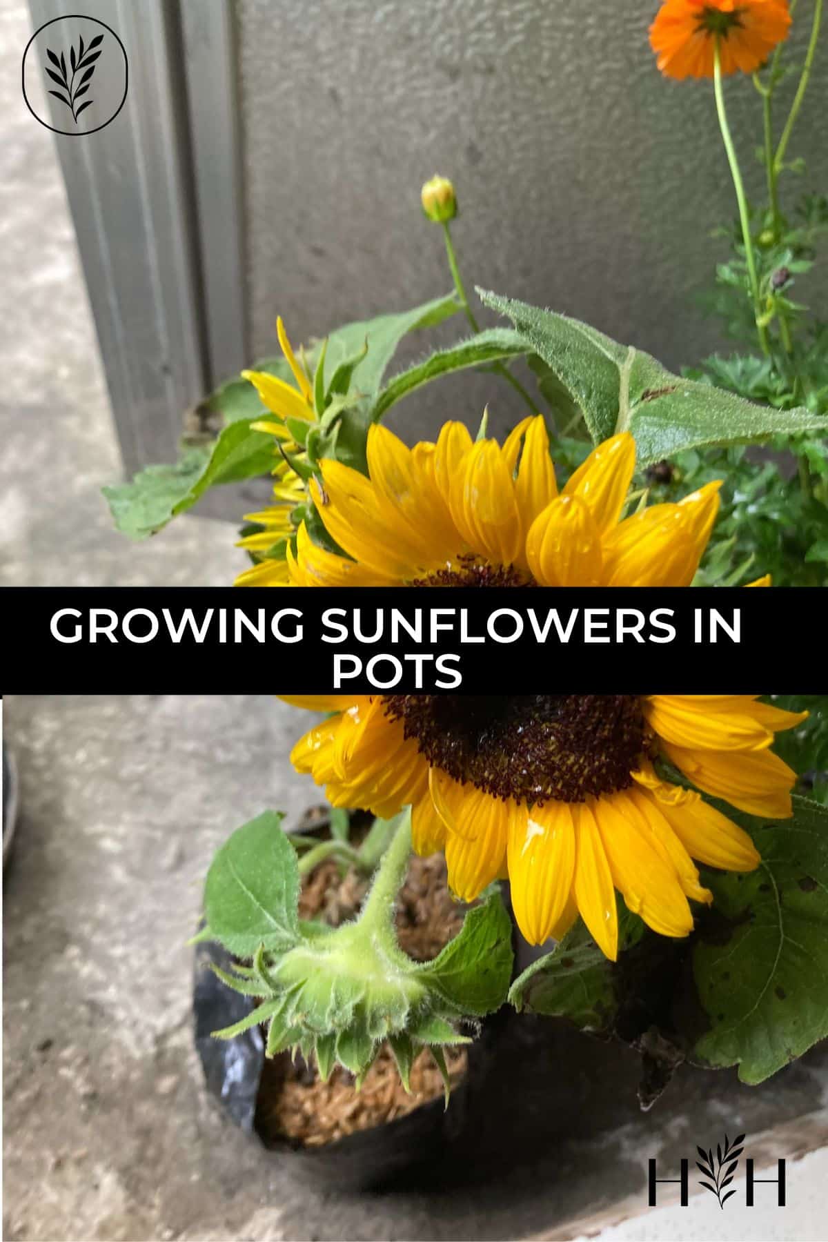 Growing sunflowers in pots via @home4theharvest