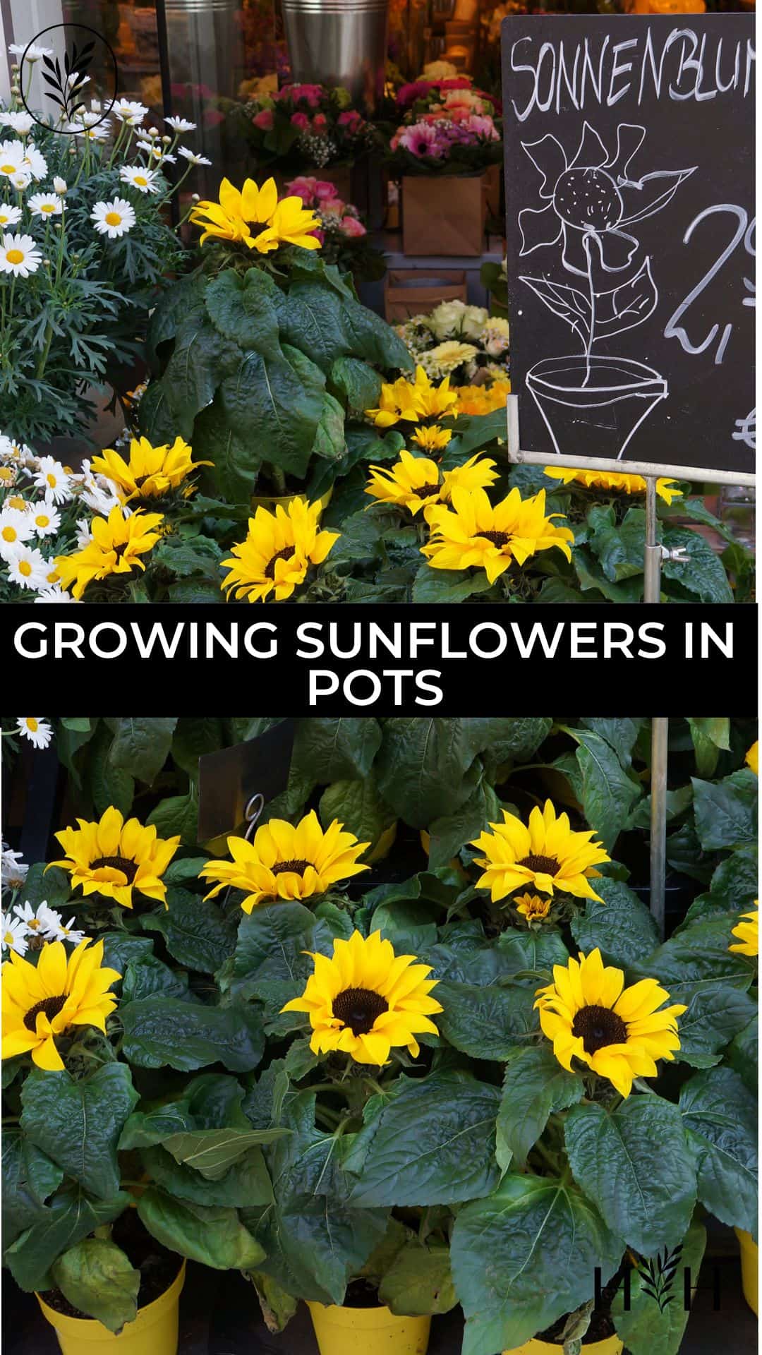 Growing sunflowers in pots via @home4theharvest