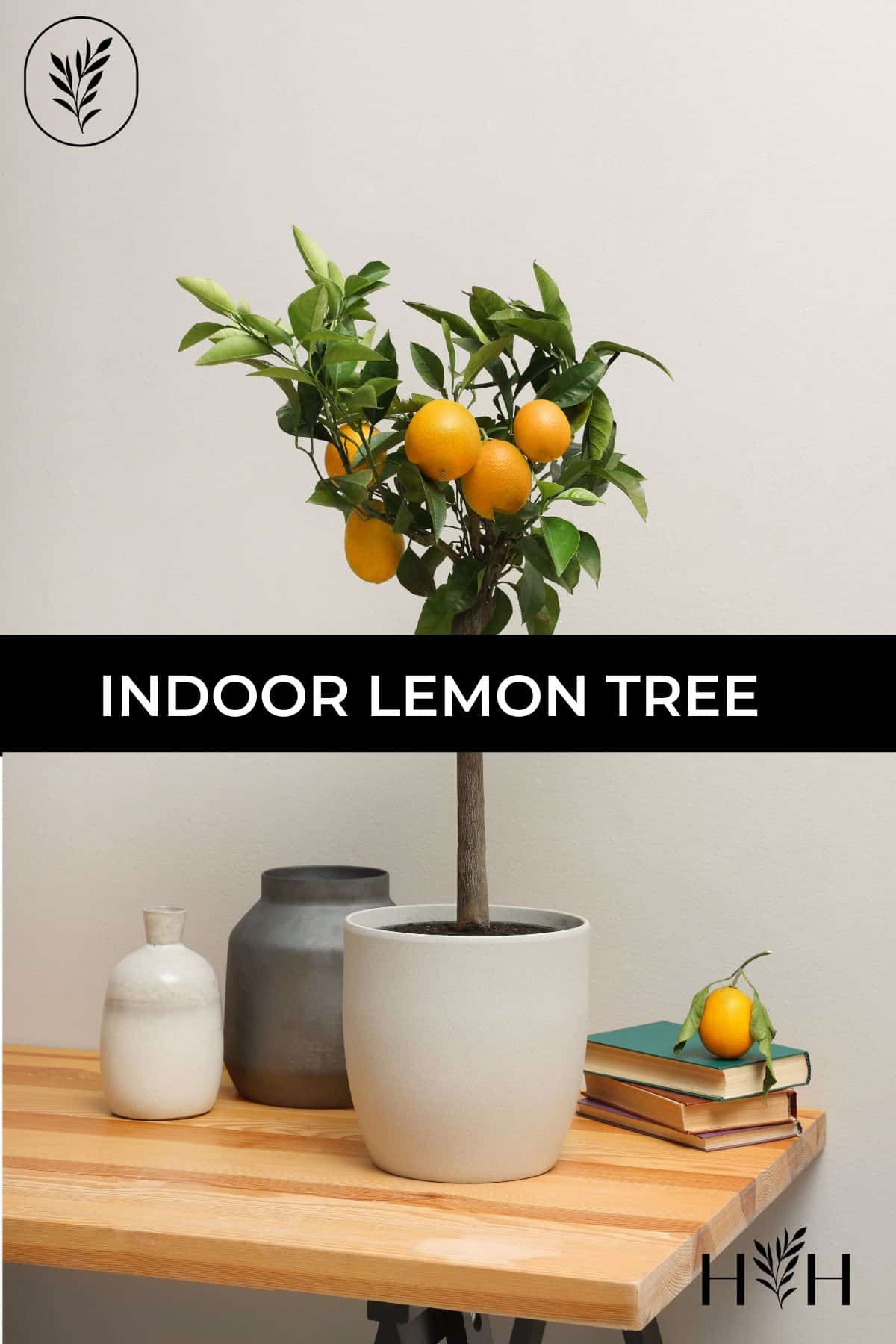 Indoor lemon tree via @home4theharvest