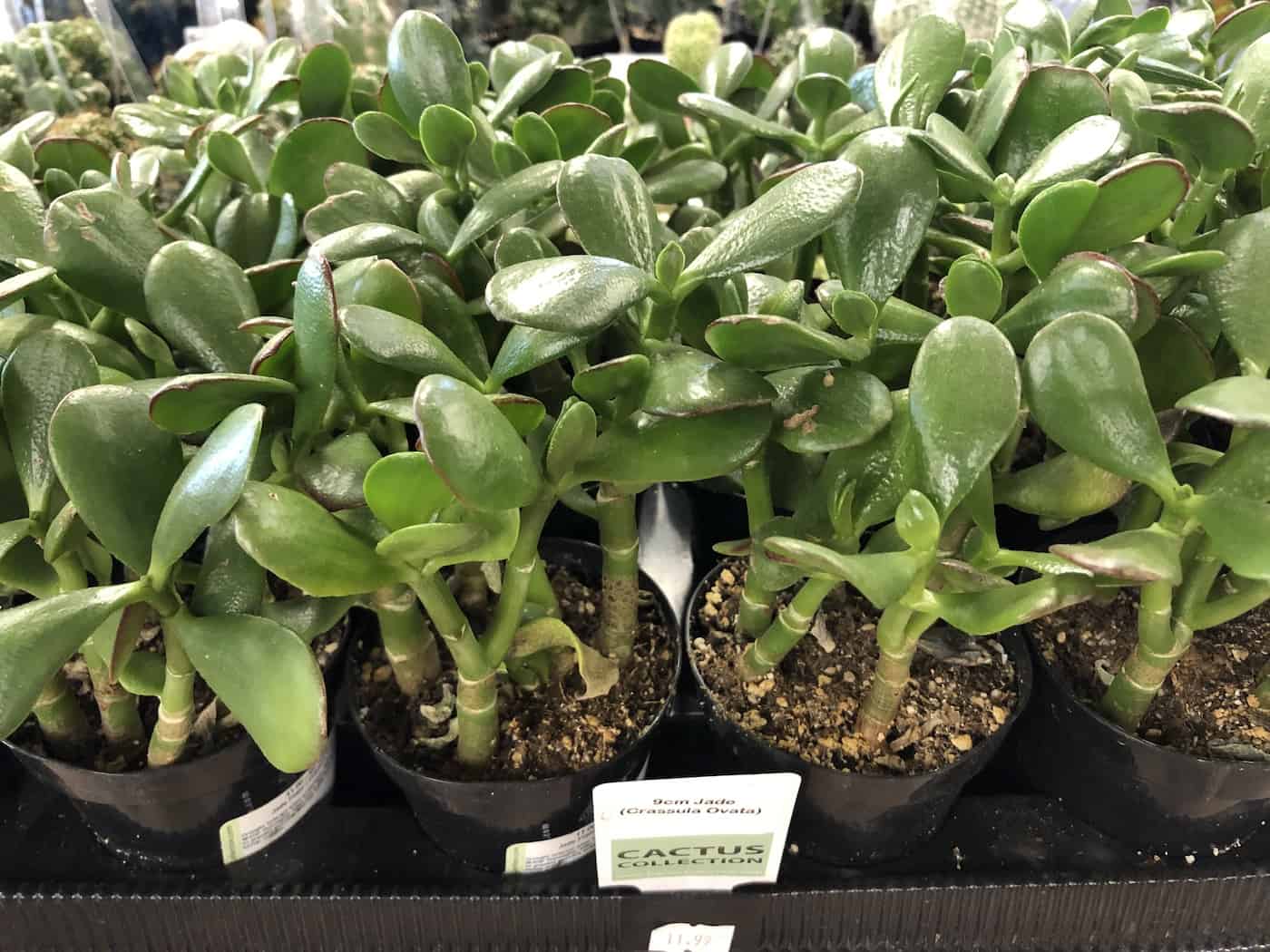 jade plants - crassula ovata - at plant shop