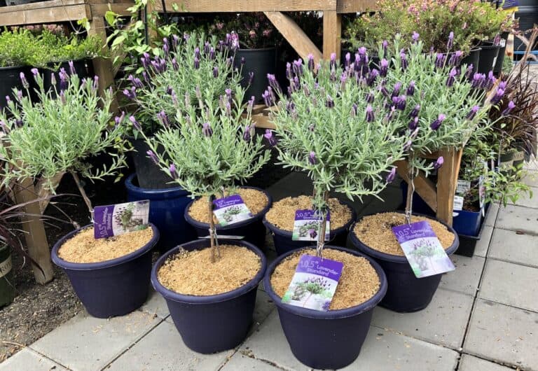 Lavender tree: A herb gardener’s guide to lavender topiaries