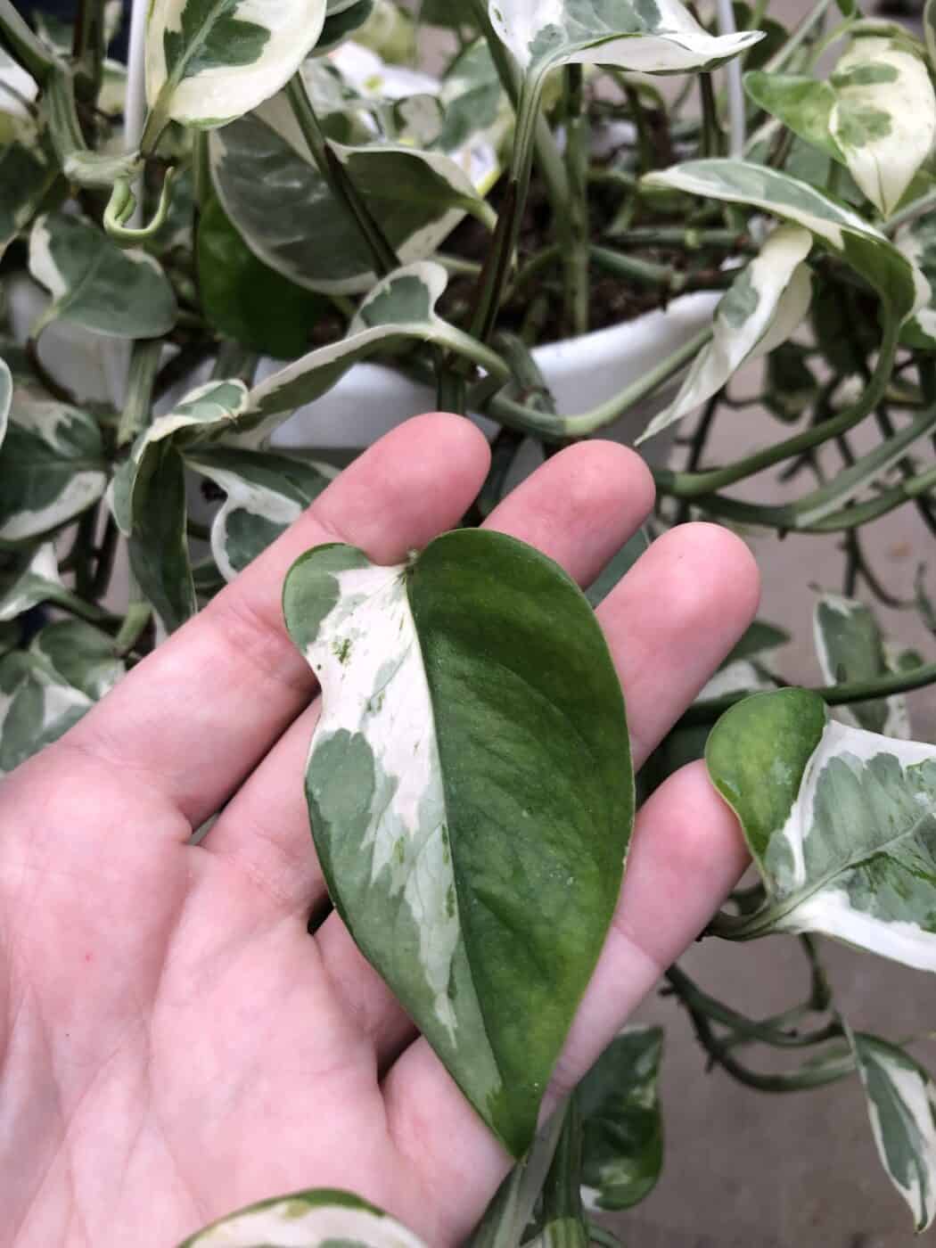 Leaf of pothos pearl n jade