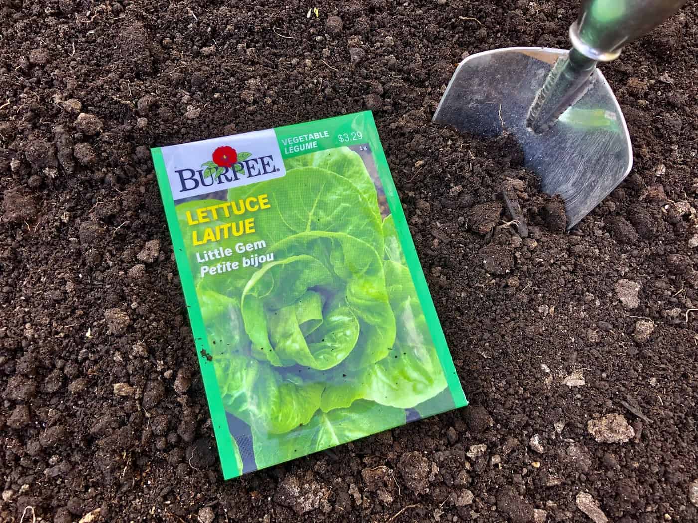 How to Harvest Little Gem Lettuce