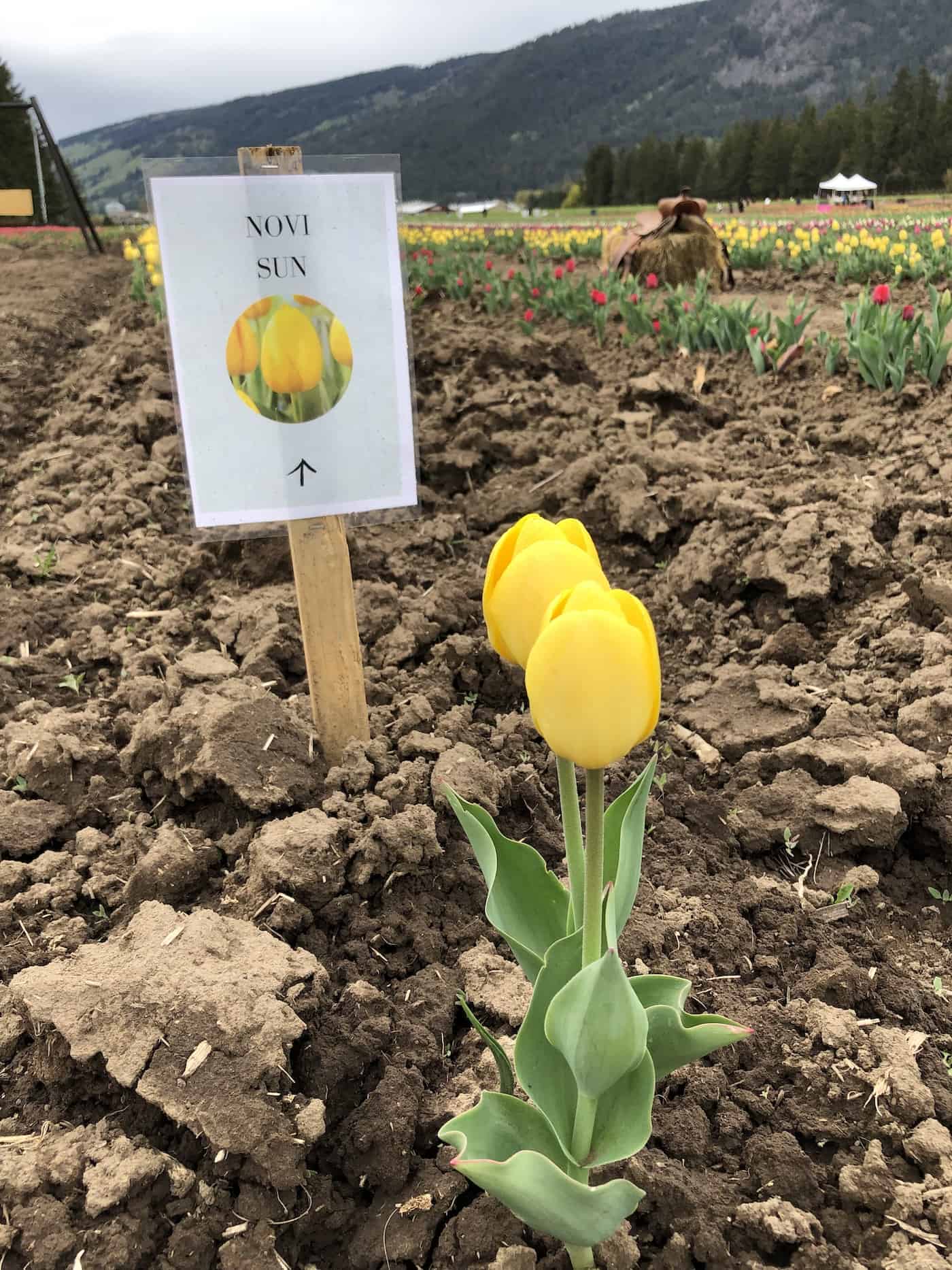 Novi sun yellow tulips