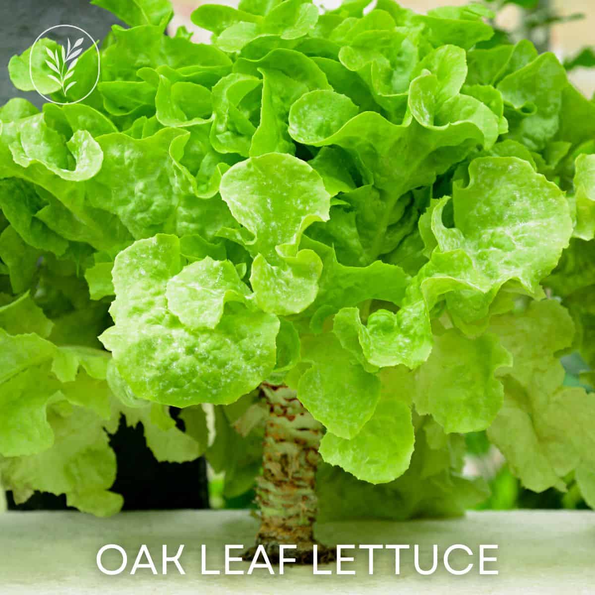 Oak leaf lettuce via @home4theharvest