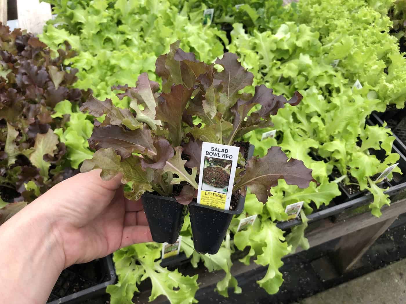 oak leaf lettuce seedlings