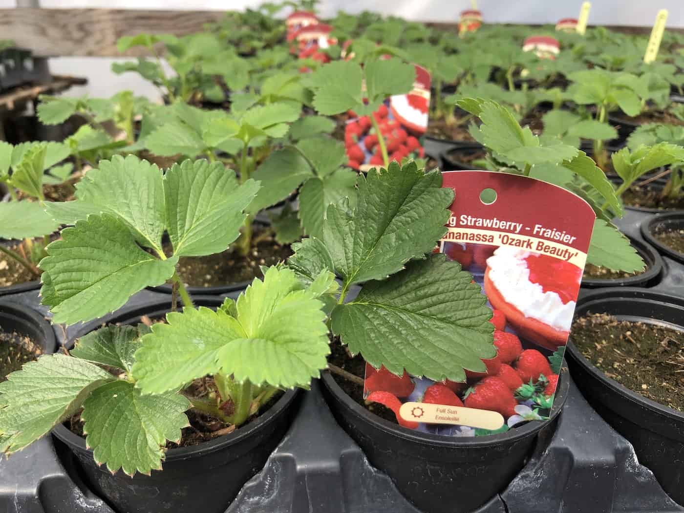 Ozark beauty strawberry plants in pots at the garden center