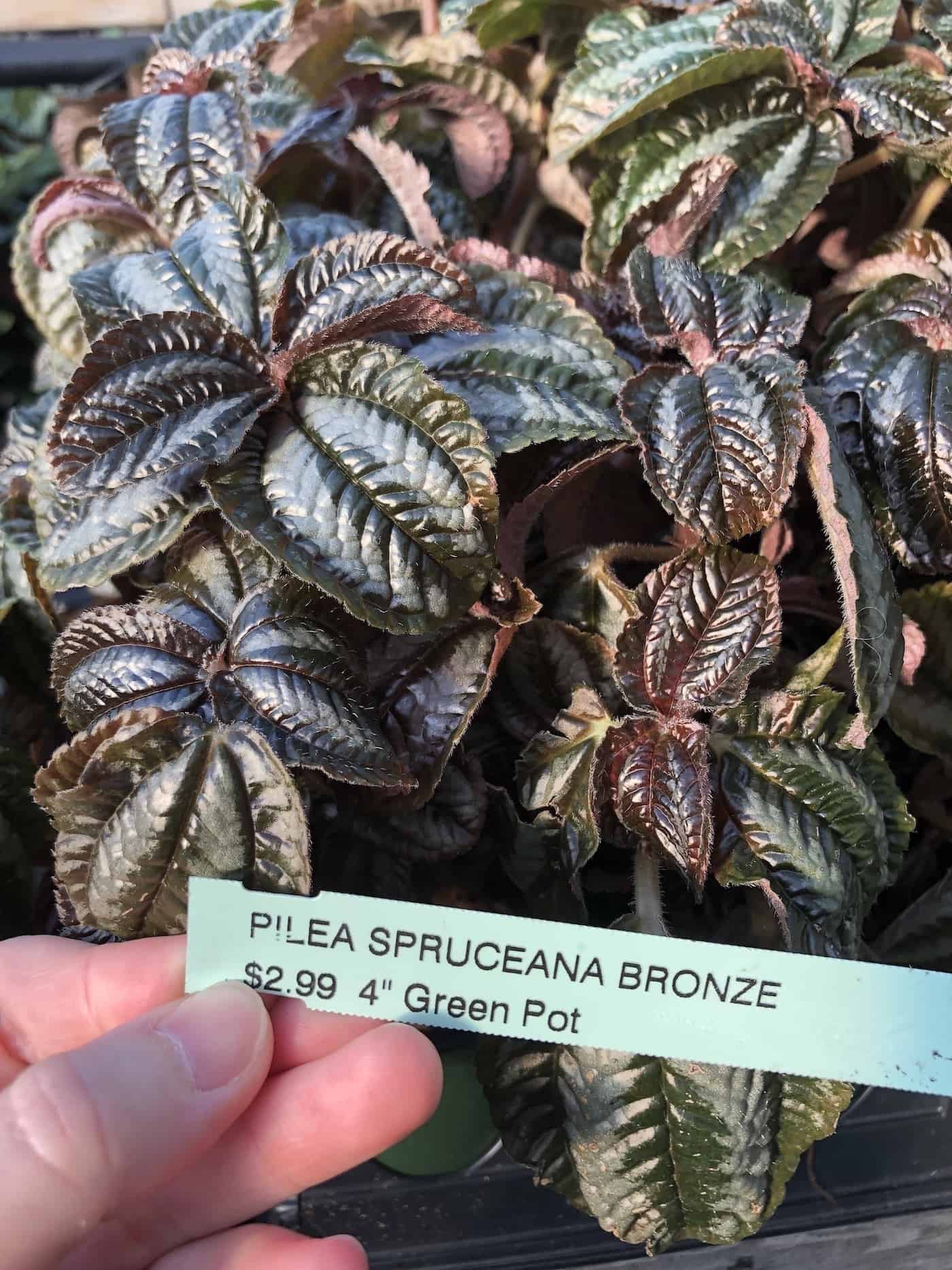 Pilea spruceana bronze plants