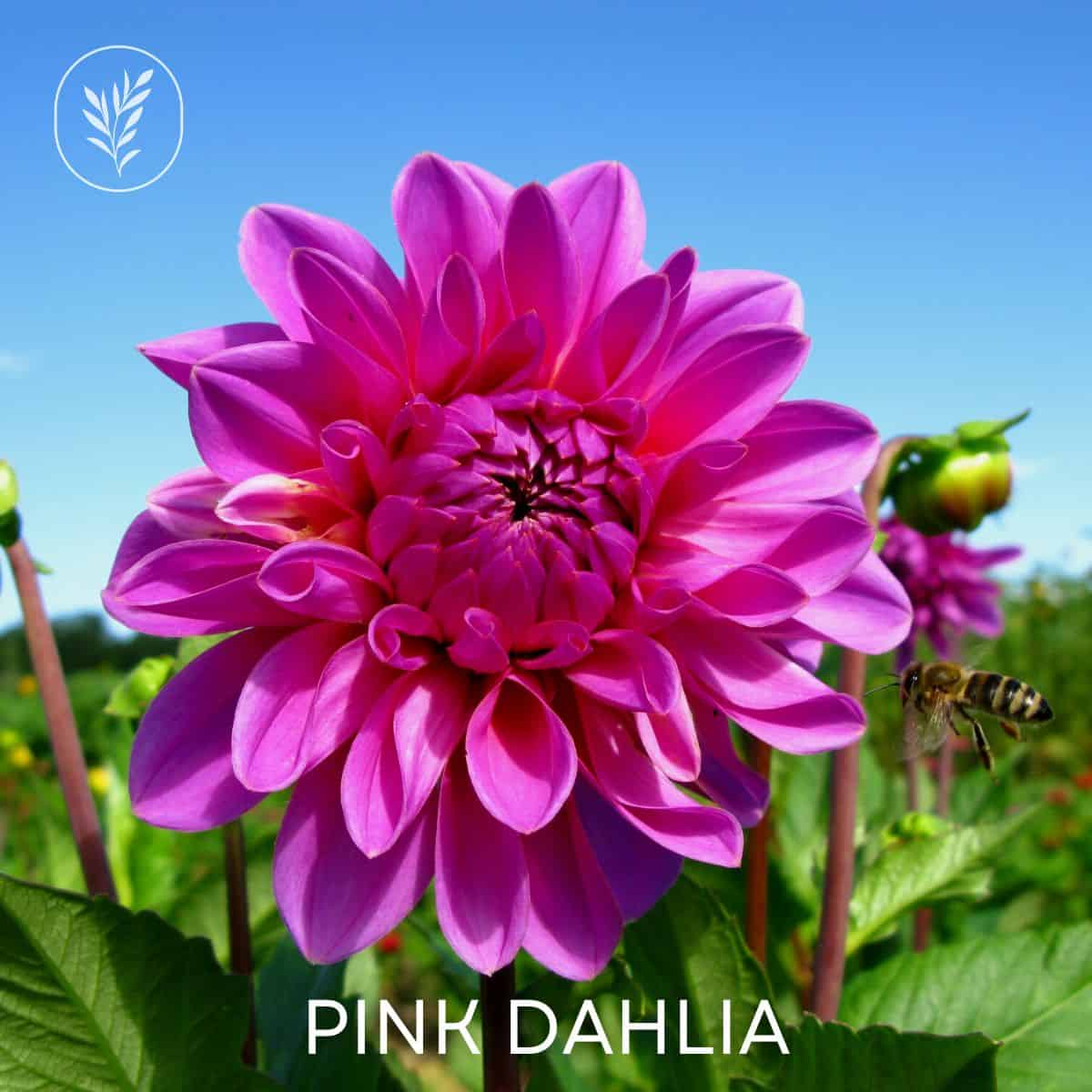 Pink dahlia via @home4theharvest