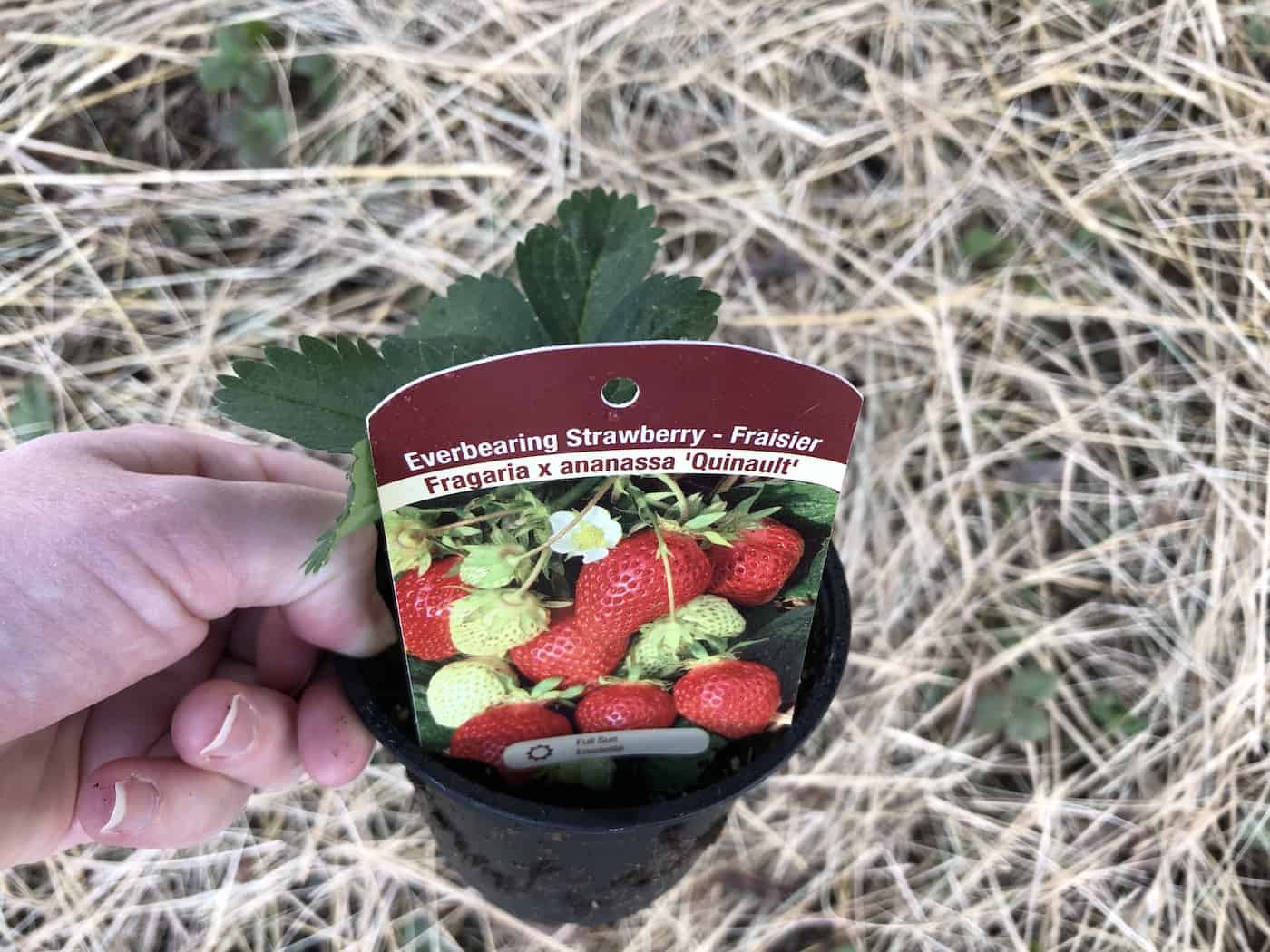 Planting quinault strawberries