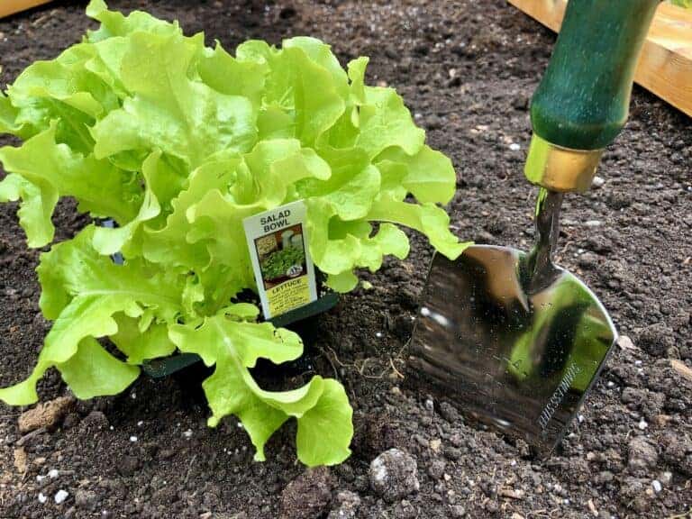 Salad Bowl lettuce 🥗 🌱 A delightful addition to any garden