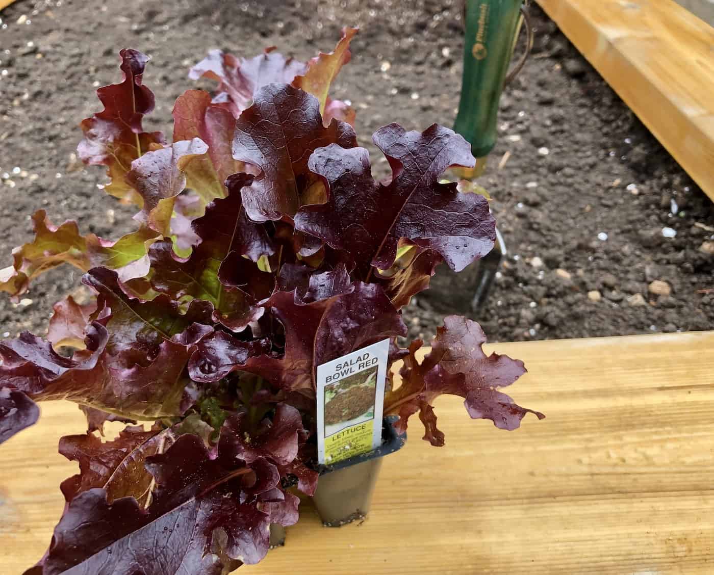 Planting salad bowl red lettuce in the garden
