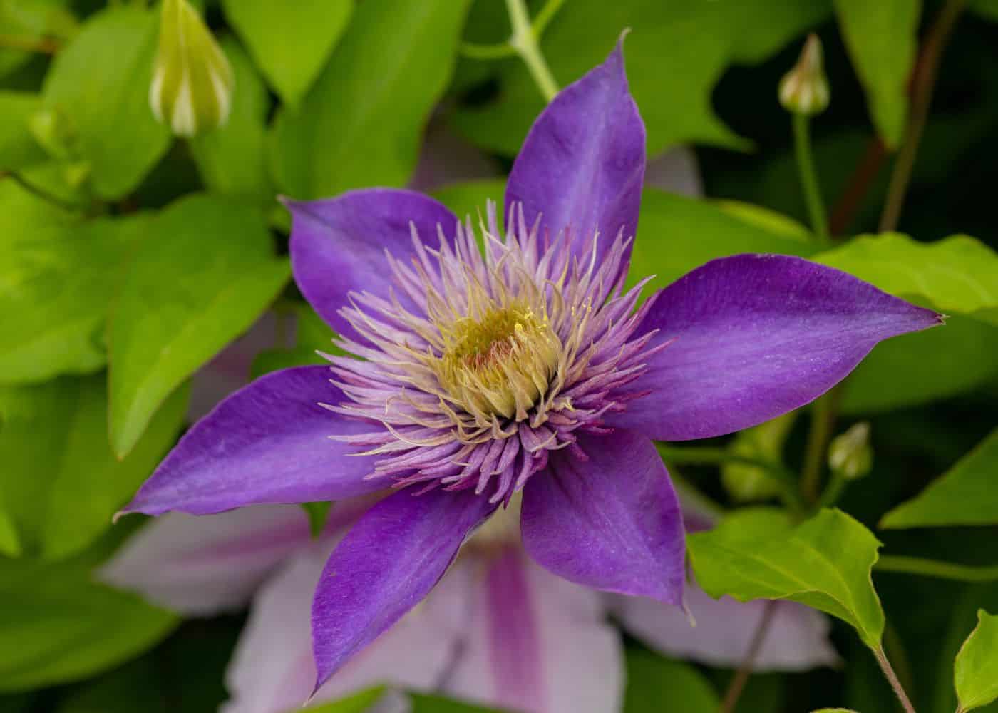 Purple clematis flower