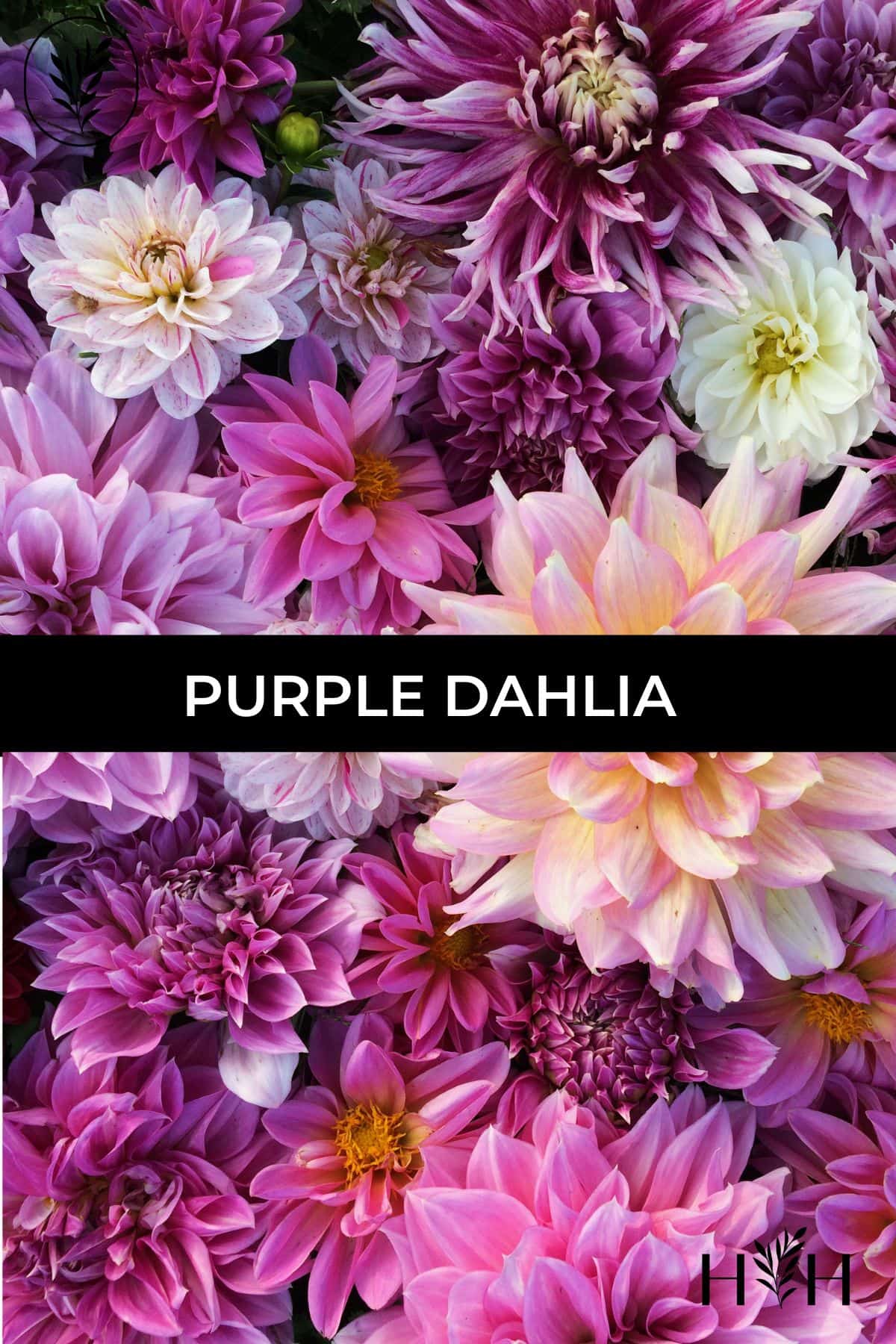 Purple dahlia via @home4theharvest